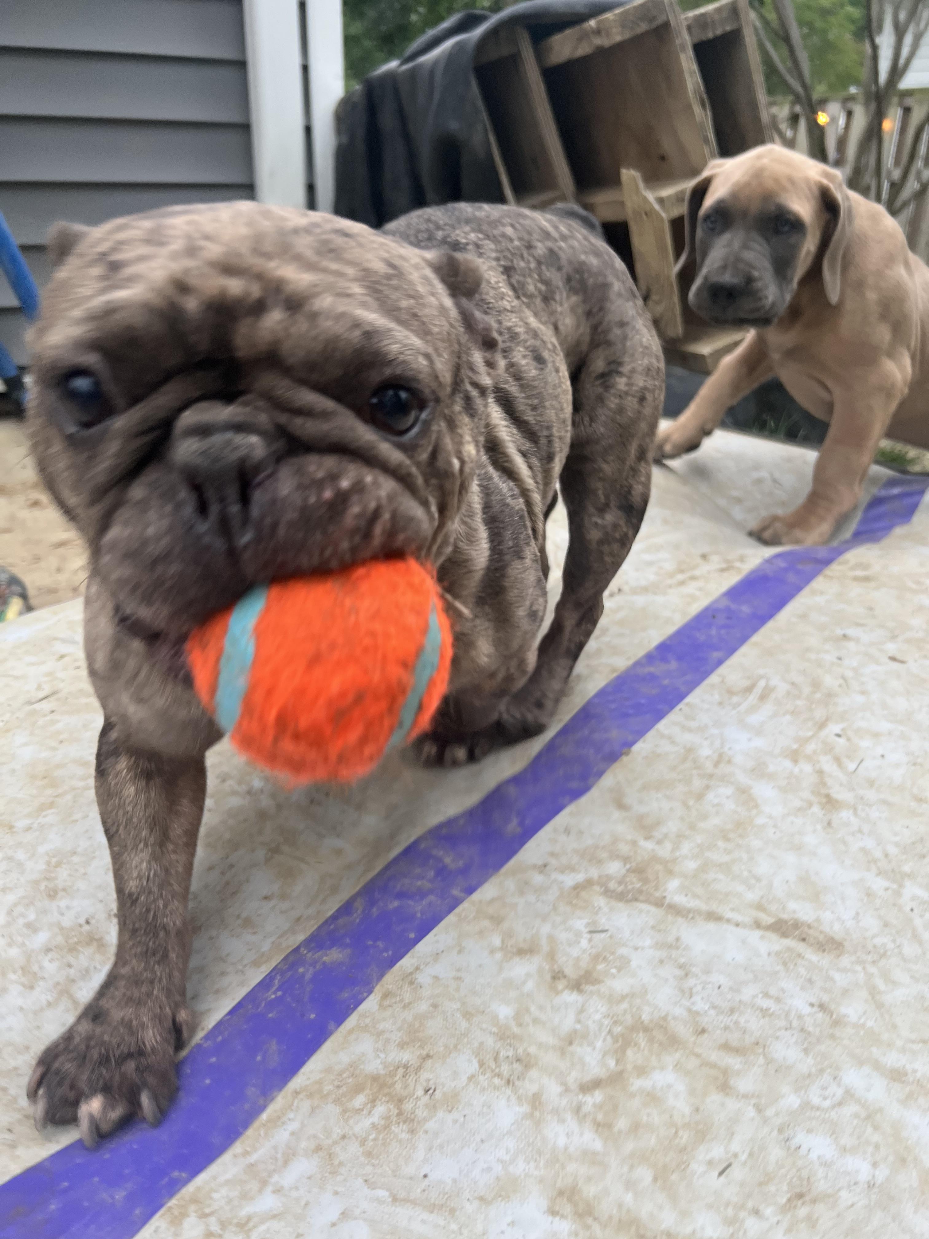 Chocco, a Adoptable French Bulldog in Alexandria, VA image 4/5