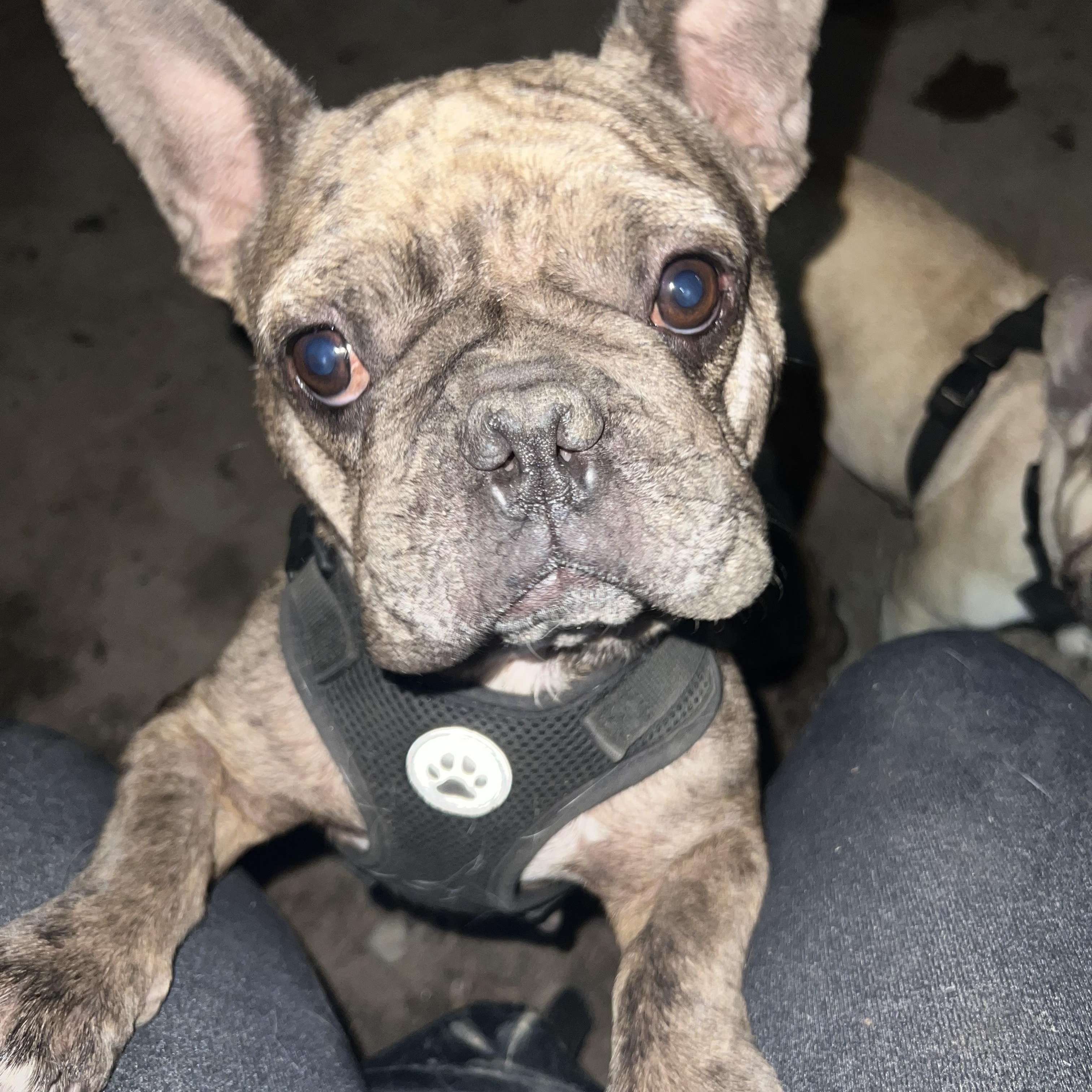 Chocco, a Adoptable French Bulldog in Alexandria, VA image 3/5