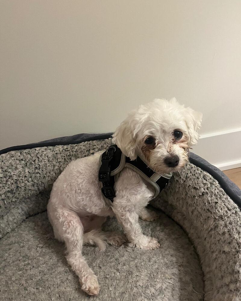 Mila, Adoptable, Adult Female Maltese.