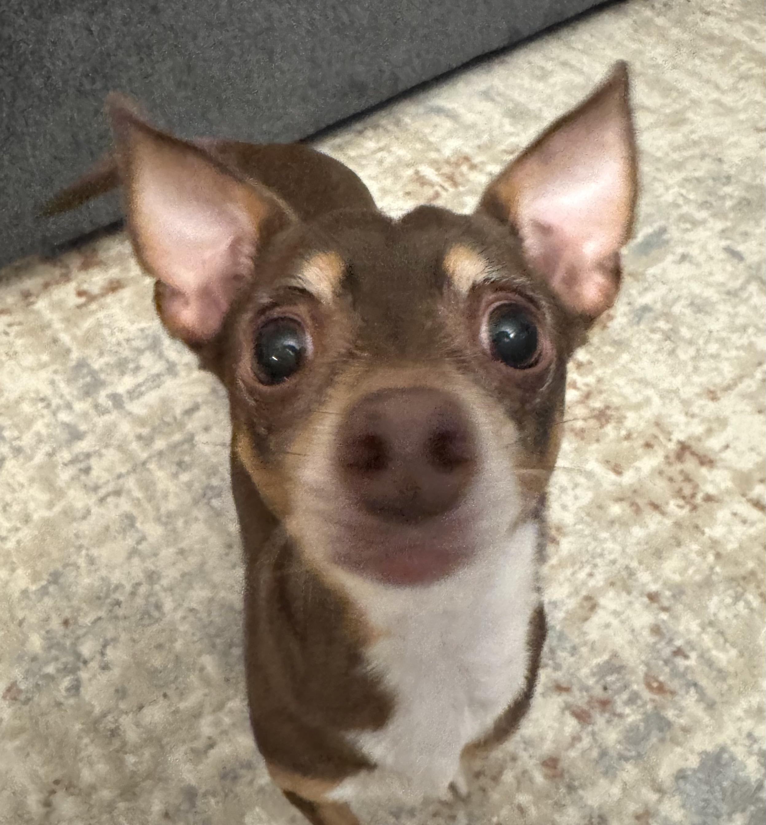 Enlarge Silhouette, an adopted mixed breed in Brooklyn, NY image 5/5