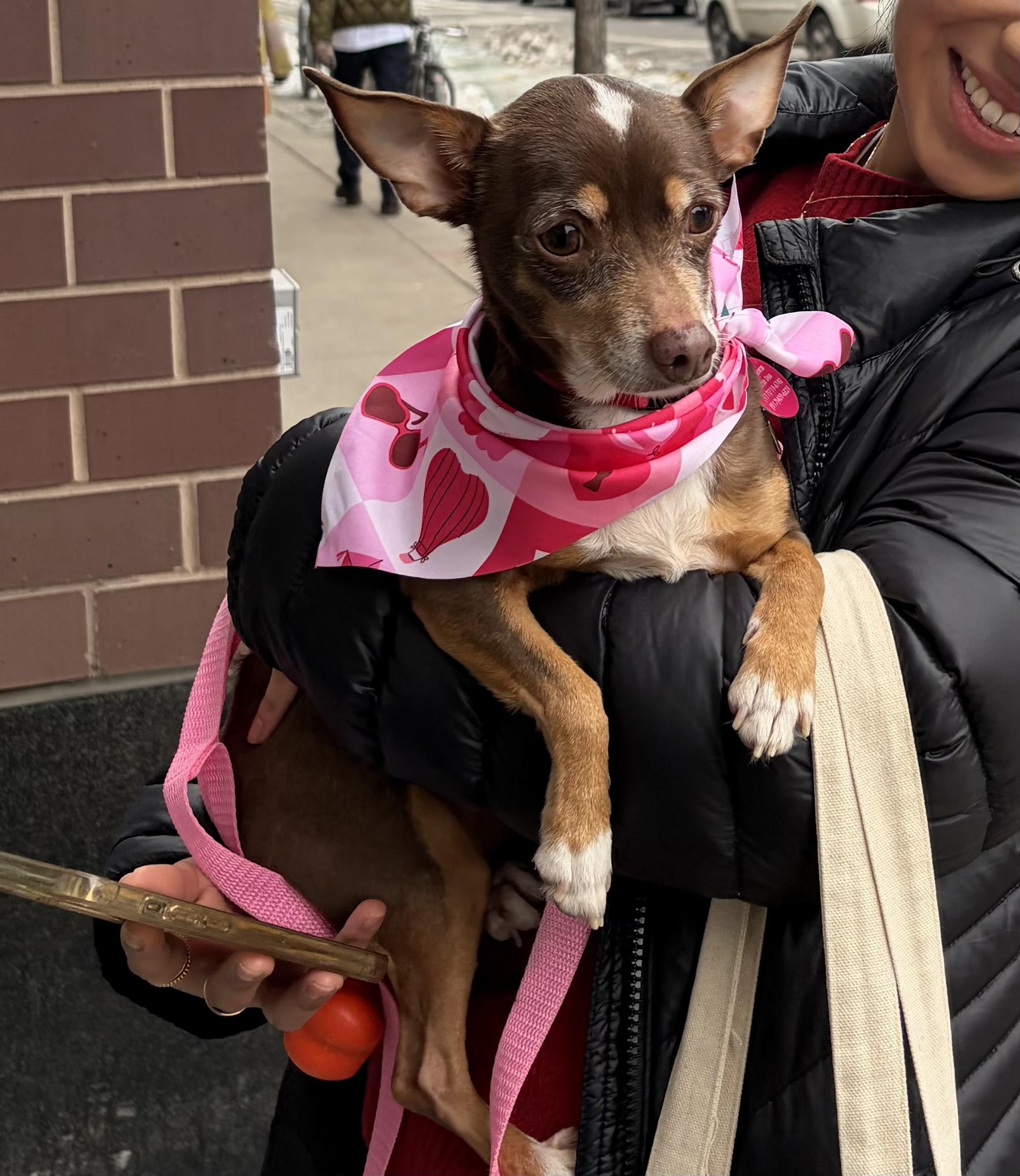 Enlarge Silhouette, an adopted mixed breed in Brooklyn, NY image 3/5