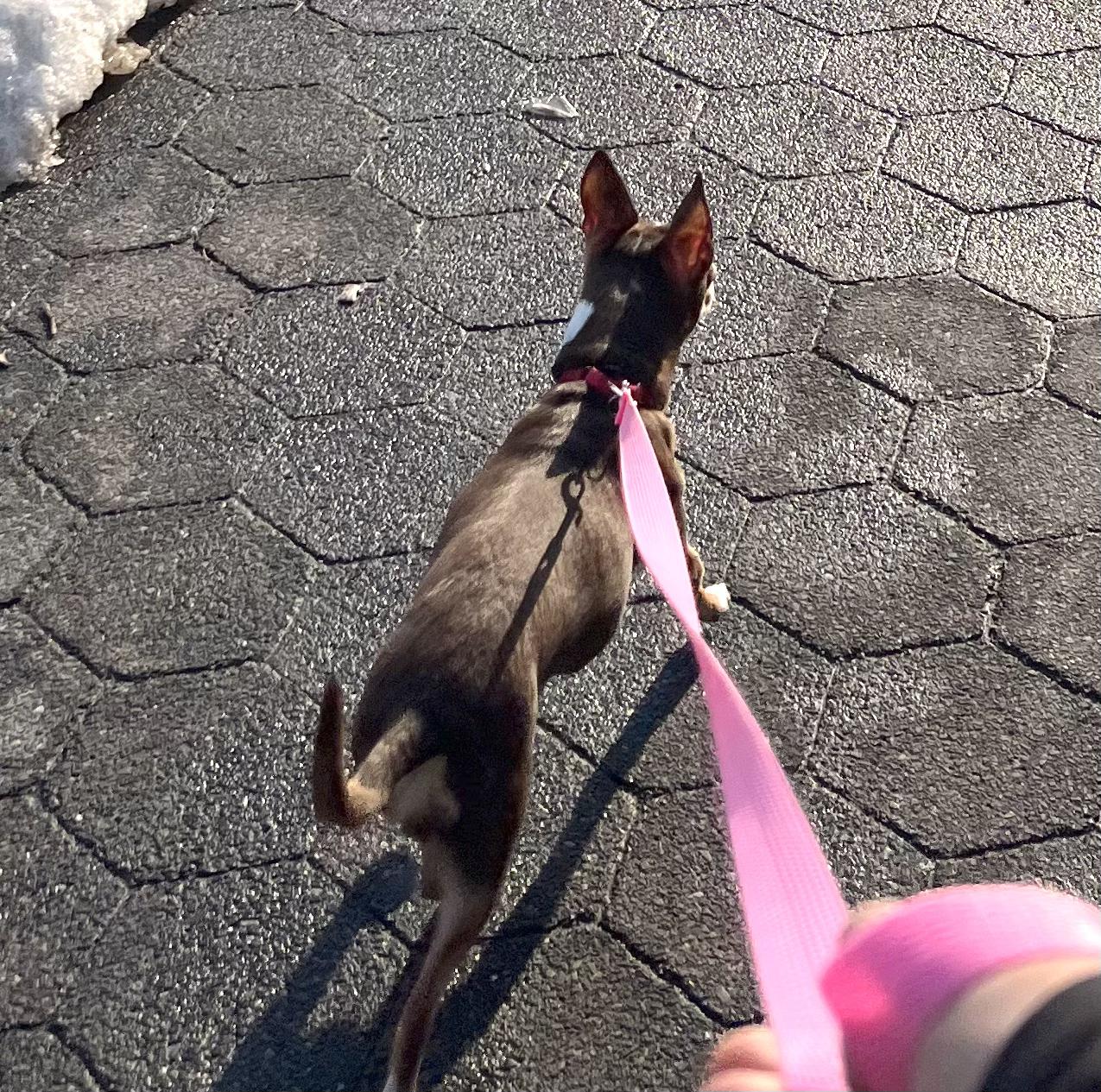Enlarge Silhouette, an adopted mixed breed in Brooklyn, NY image 4/5