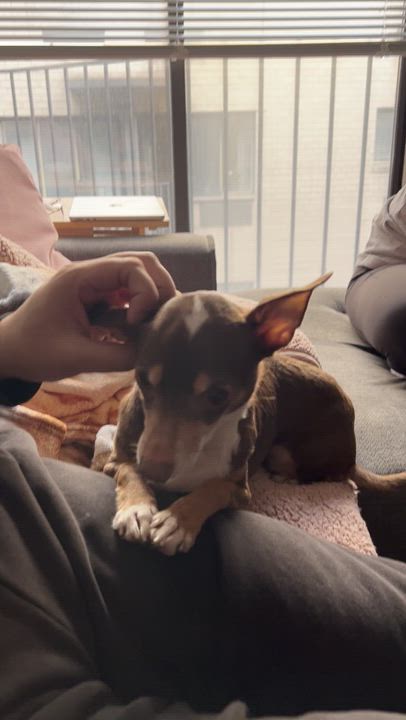 Enlarge Silhouette, an adopted mixed breed in Brooklyn, NY video 2/5