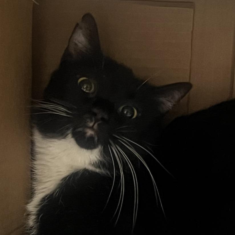 Enlarge Lenora, a Adoptable Domestic Short Hair in Salt Lake City, UT image 1/6