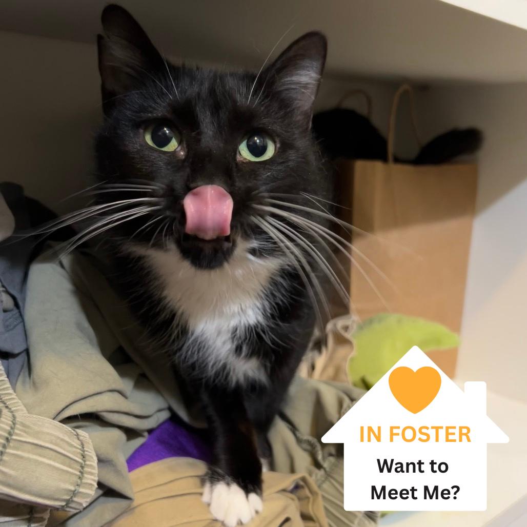 Enlarge Lenora, a Adoptable Domestic Short Hair in Salt Lake City, UT image 2/6