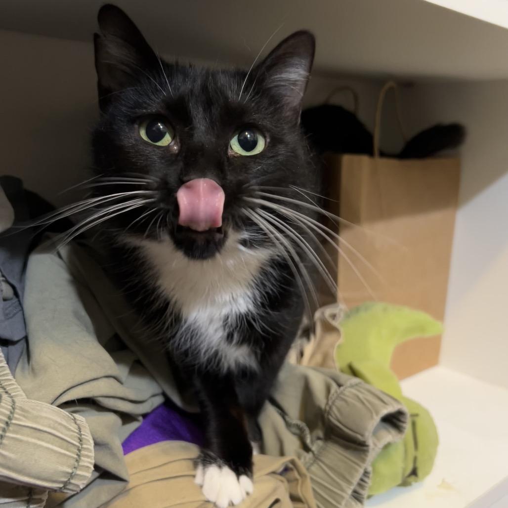 Enlarge Lenora, a Adoptable Domestic Short Hair in Salt Lake City, UT image 3/6