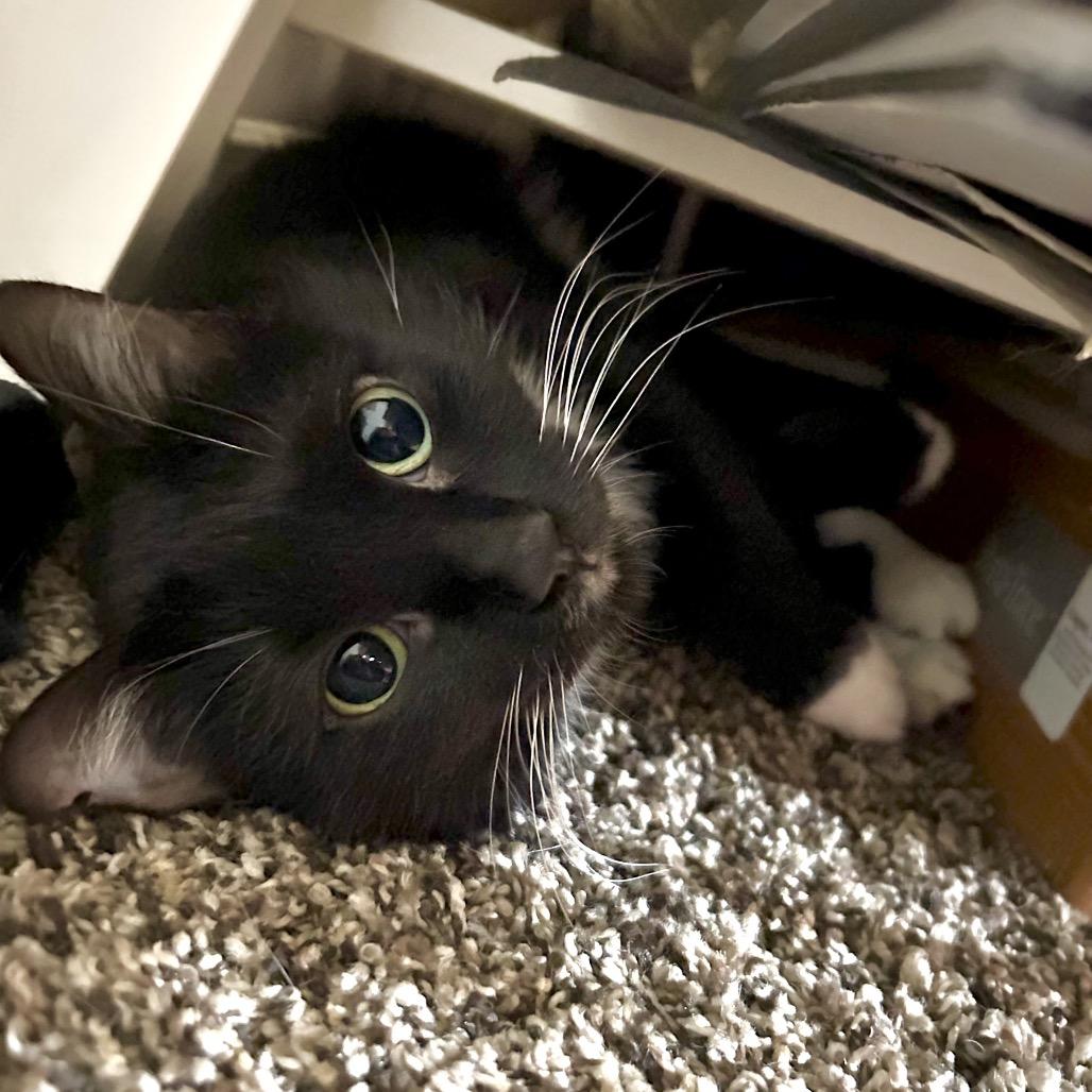 Enlarge Lenora, a Adoptable Domestic Short Hair in Salt Lake City, UT image 4/6