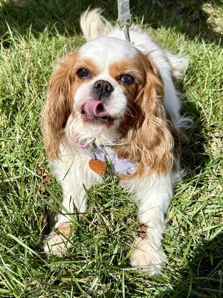 Bella, Adoptable, Adult Female Cavalier King Charles Spaniel.