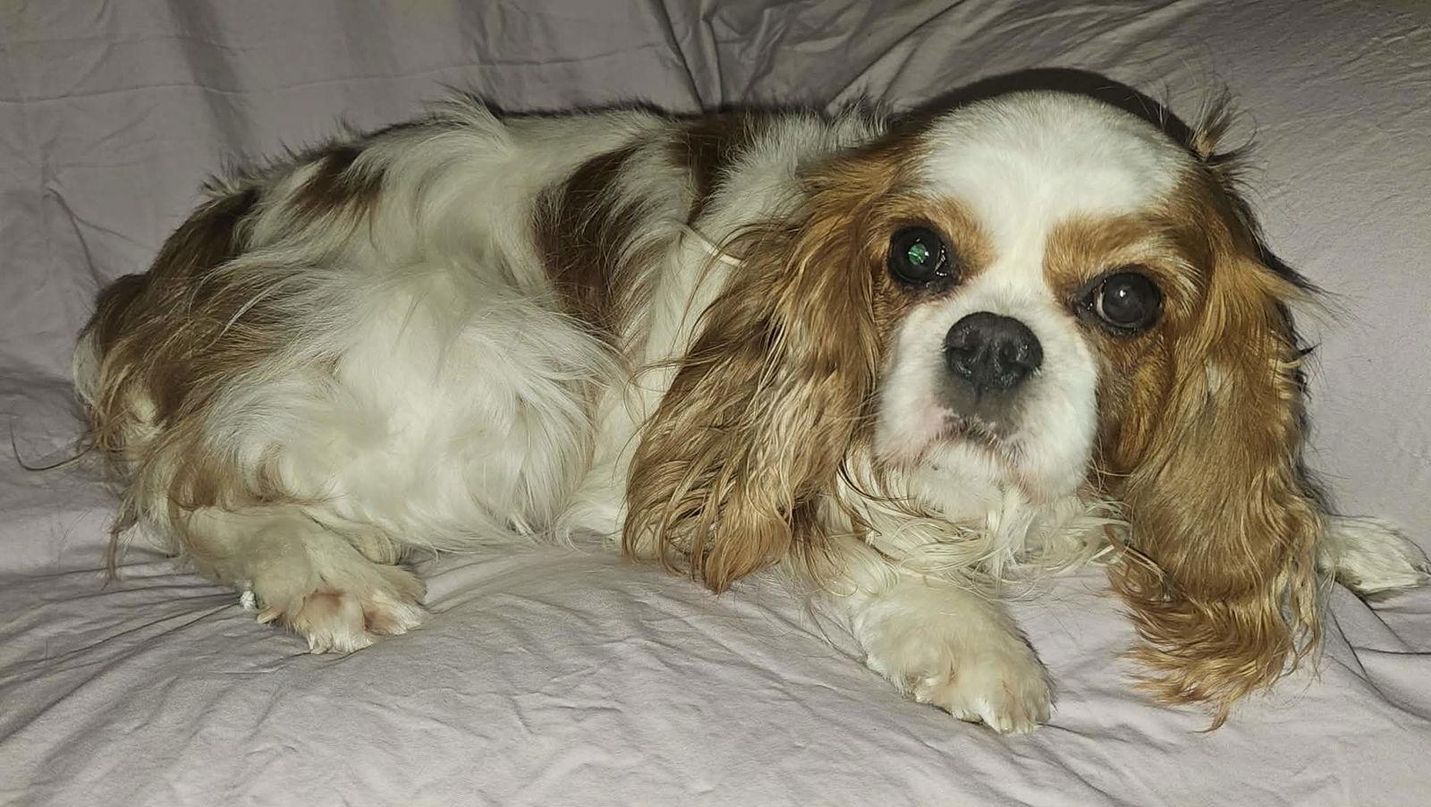 Bella, Adoptable, Adult Female Cavalier King Charles Spaniel.