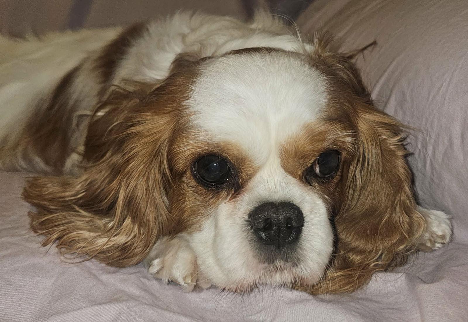 Enlarge Bella, a Adoptable Cavalier King Charles Spaniel in Lee's Summit, MO image 2/3