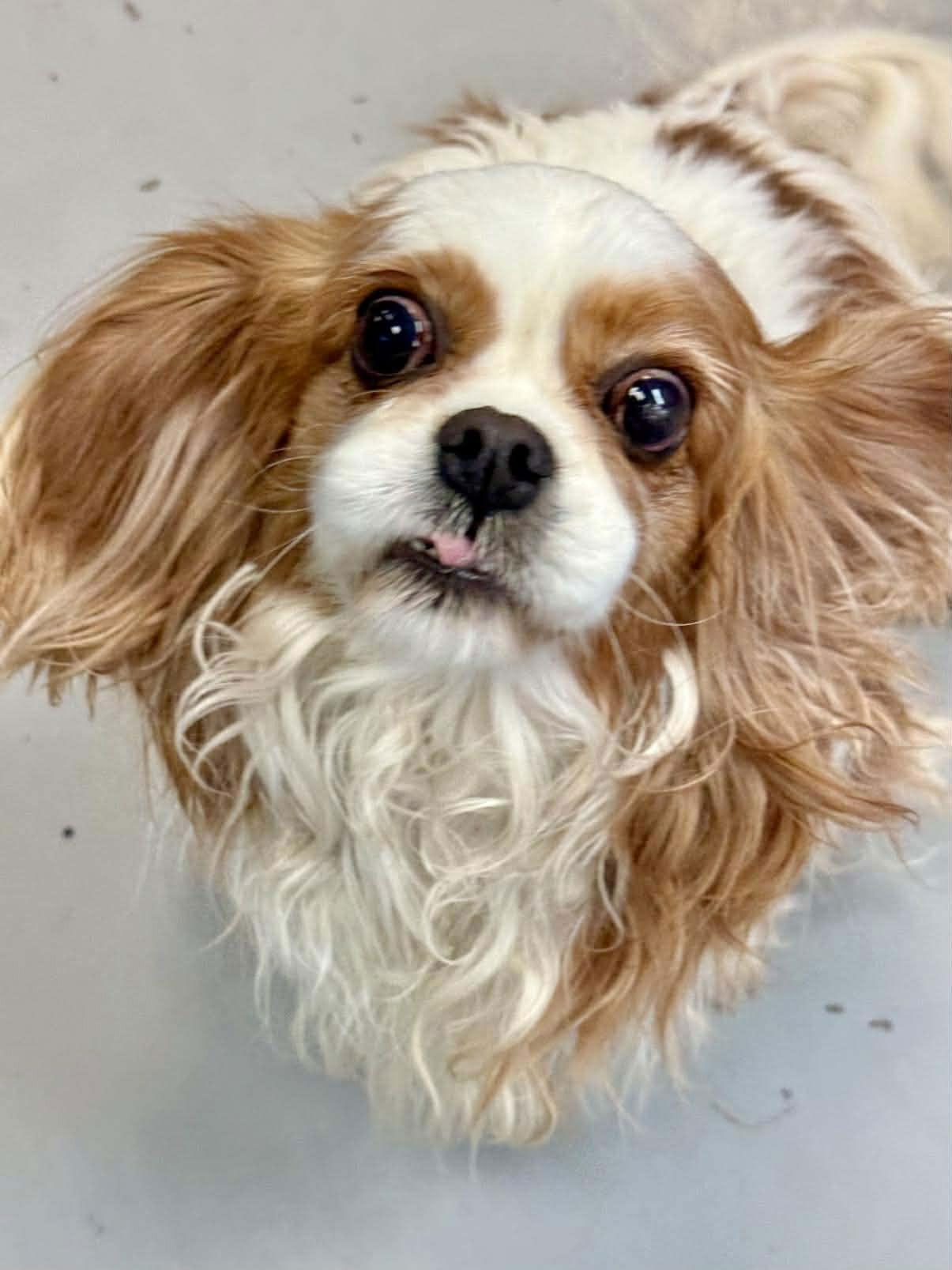 Enlarge Bella, a Adoptable Cavalier King Charles Spaniel in Lee's Summit, MO image 3/3