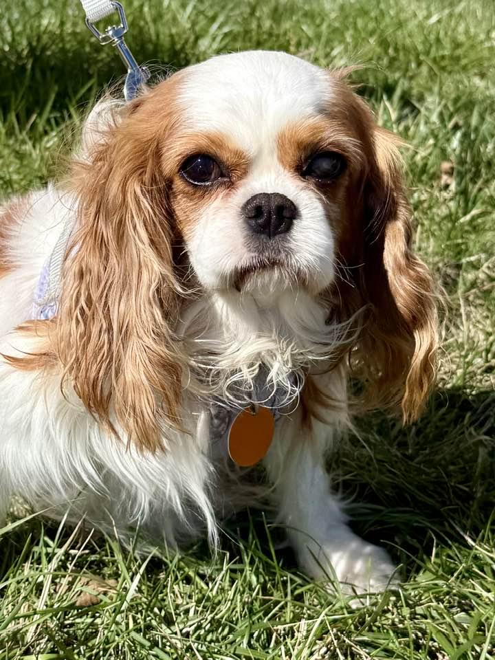 Enlarge Bella, a Adoptable Cavalier King Charles Spaniel in Lee's Summit, MO image 3/3
