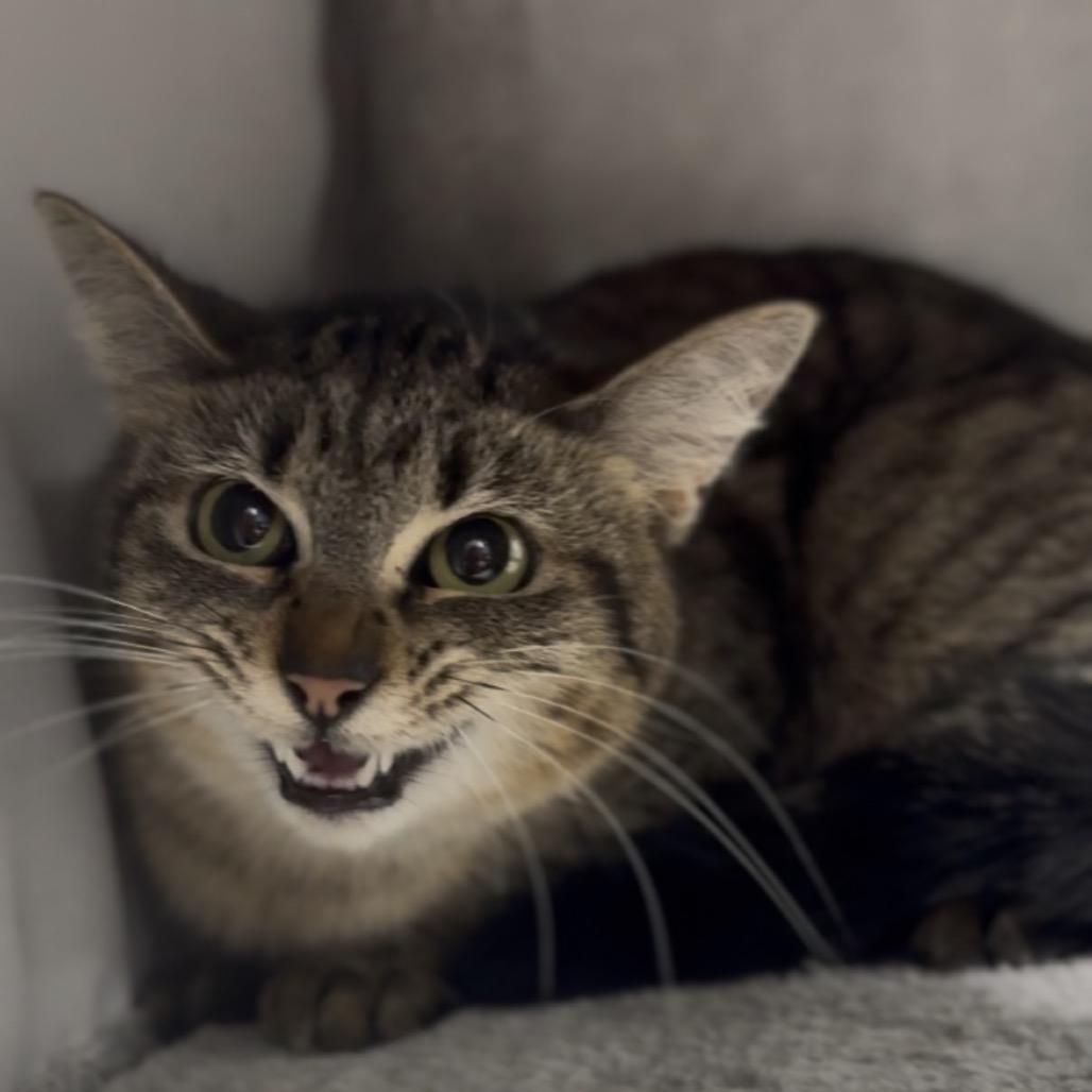 Enlarge Oriana, a Adoptable Domestic Short Hair in Independence, KS image 2/6