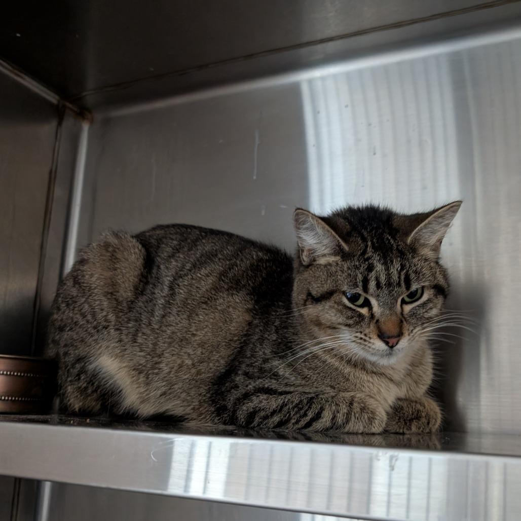 Enlarge Oriana, a Adoptable Domestic Short Hair in Independence, KS image 3/6