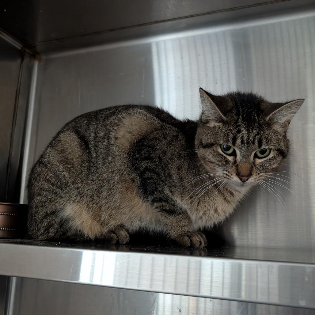 Enlarge Oriana, a Adoptable Domestic Short Hair in Independence, KS image 4/6