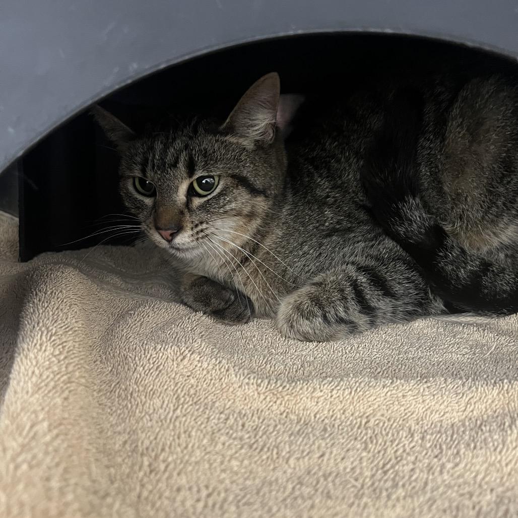 Enlarge Oriana, a Adoptable Domestic Short Hair in Independence, KS image 5/6