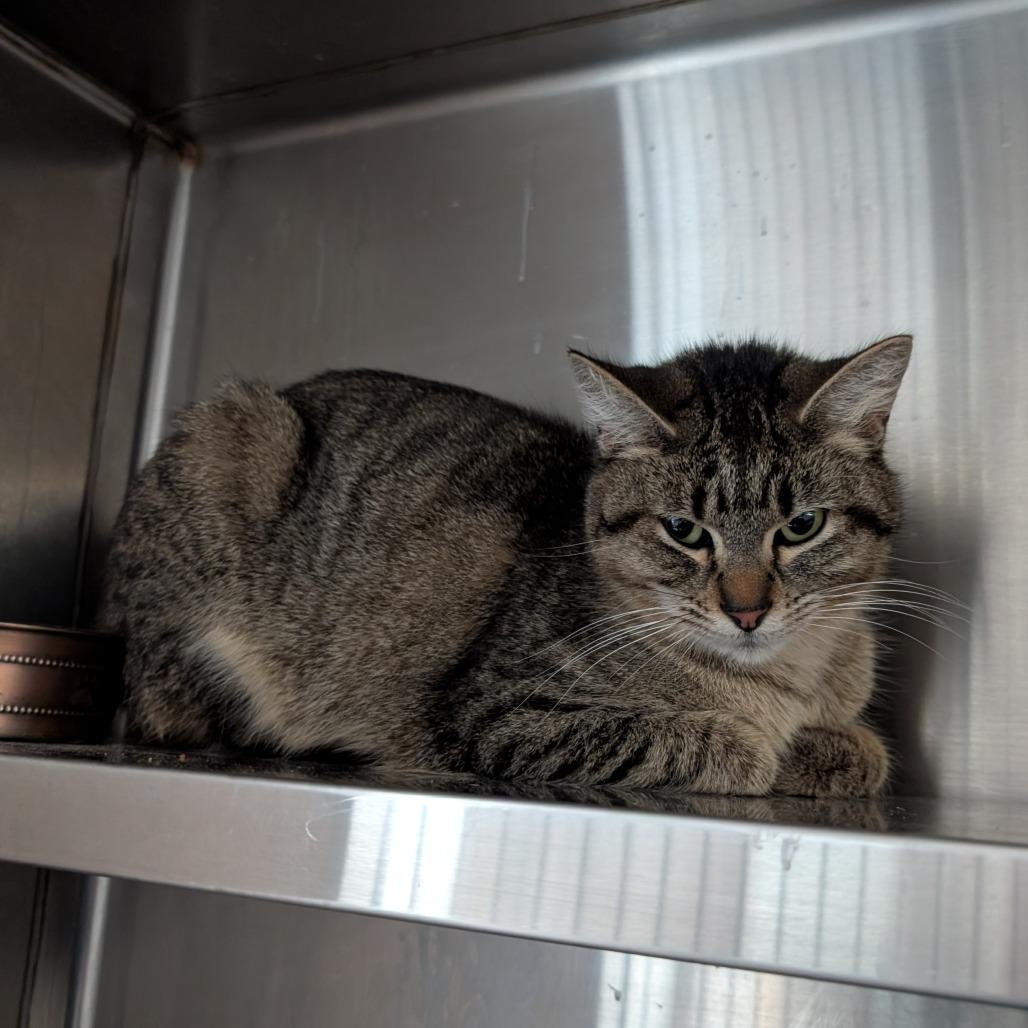 Enlarge Oriana, a Adoptable Domestic Short Hair in Independence, KS image 6/6