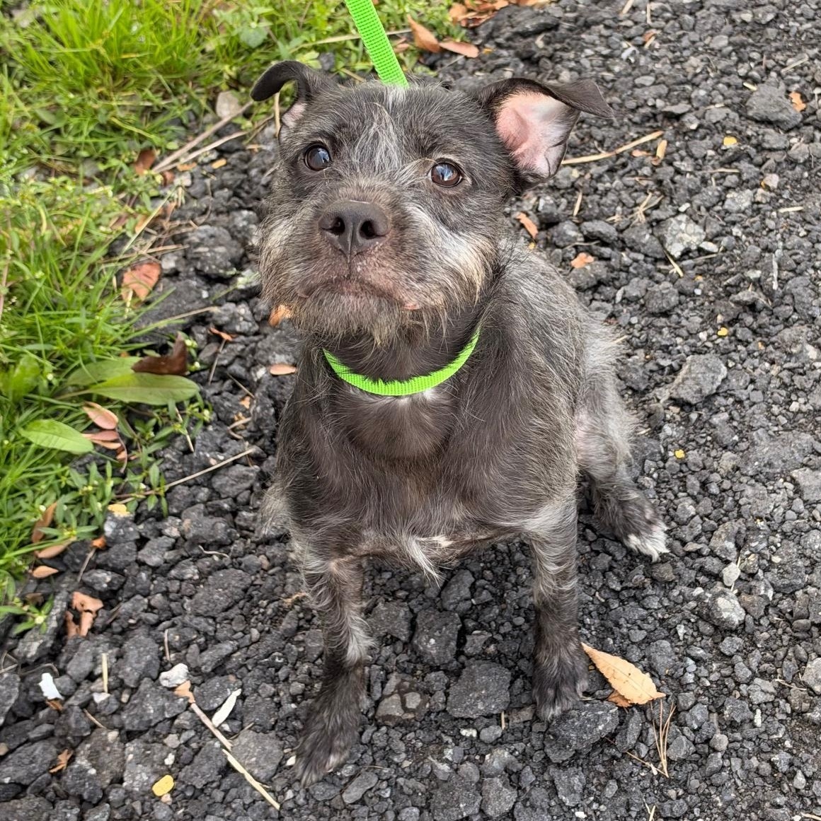Pixie, ADOPTABLE, Young • Female, Standard Schnauzer.