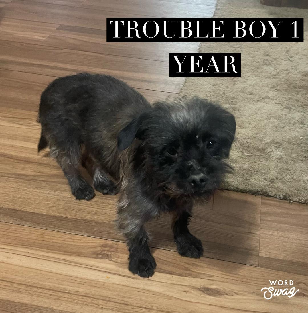 Trouble boy , ADOPTABLE, Young Male Shih Tzu & Chiweenie.