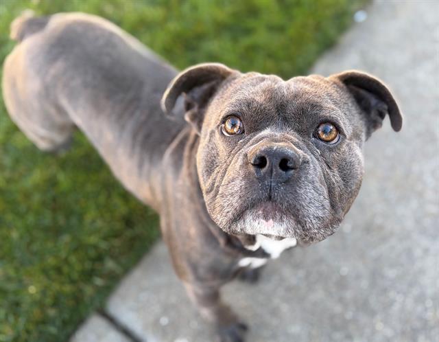 WIGGLE WOO, Adoptable, Adult Male Pit Bull Terrier & Mixed Breed.