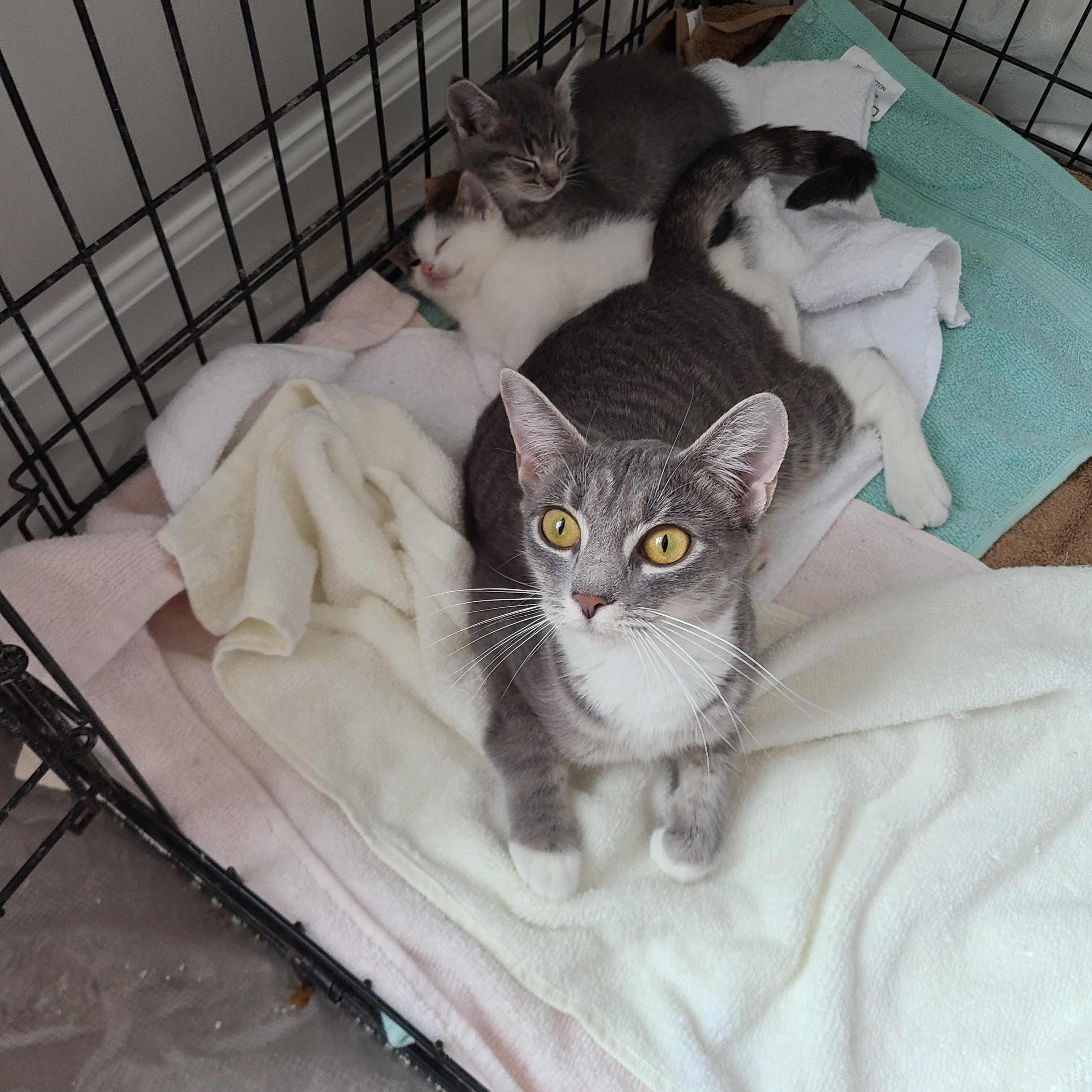 Foxy, an adopted Domestic Short Hair in Gerrardstown, WV image 3/5