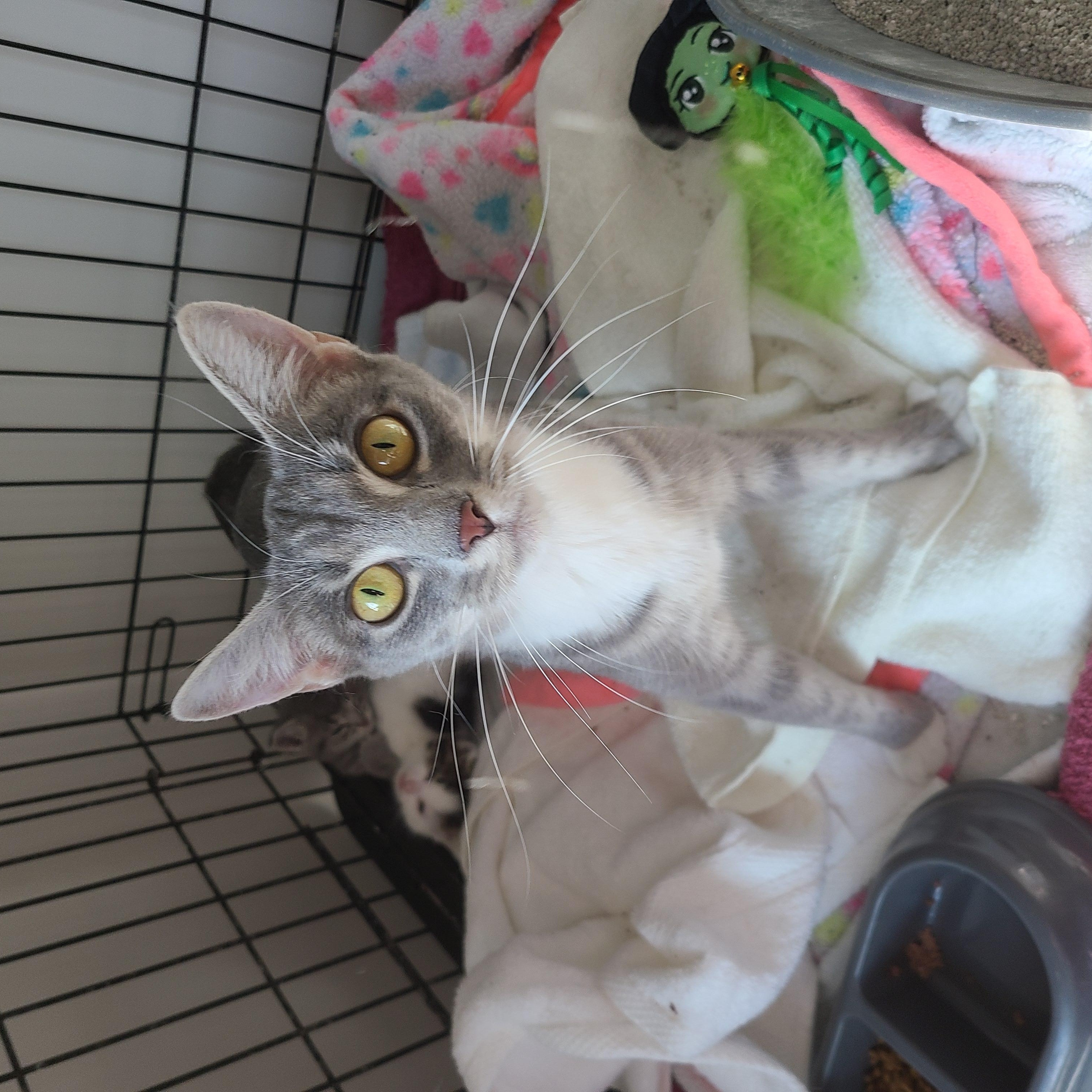 Foxy, an adopted Domestic Short Hair in Gerrardstown, WV image 2/5