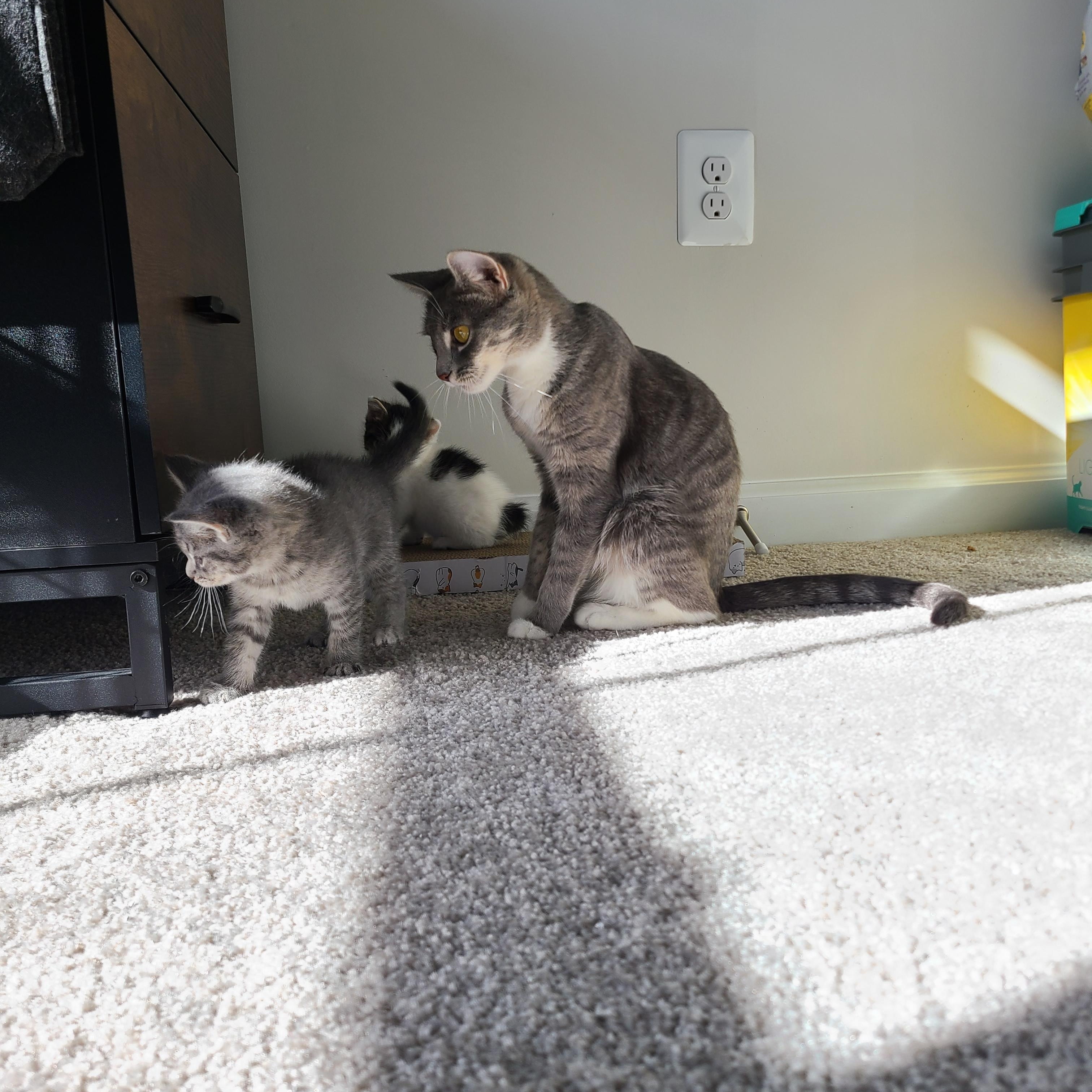 Foxy, an adopted Domestic Short Hair in Gerrardstown, WV image 5/5
