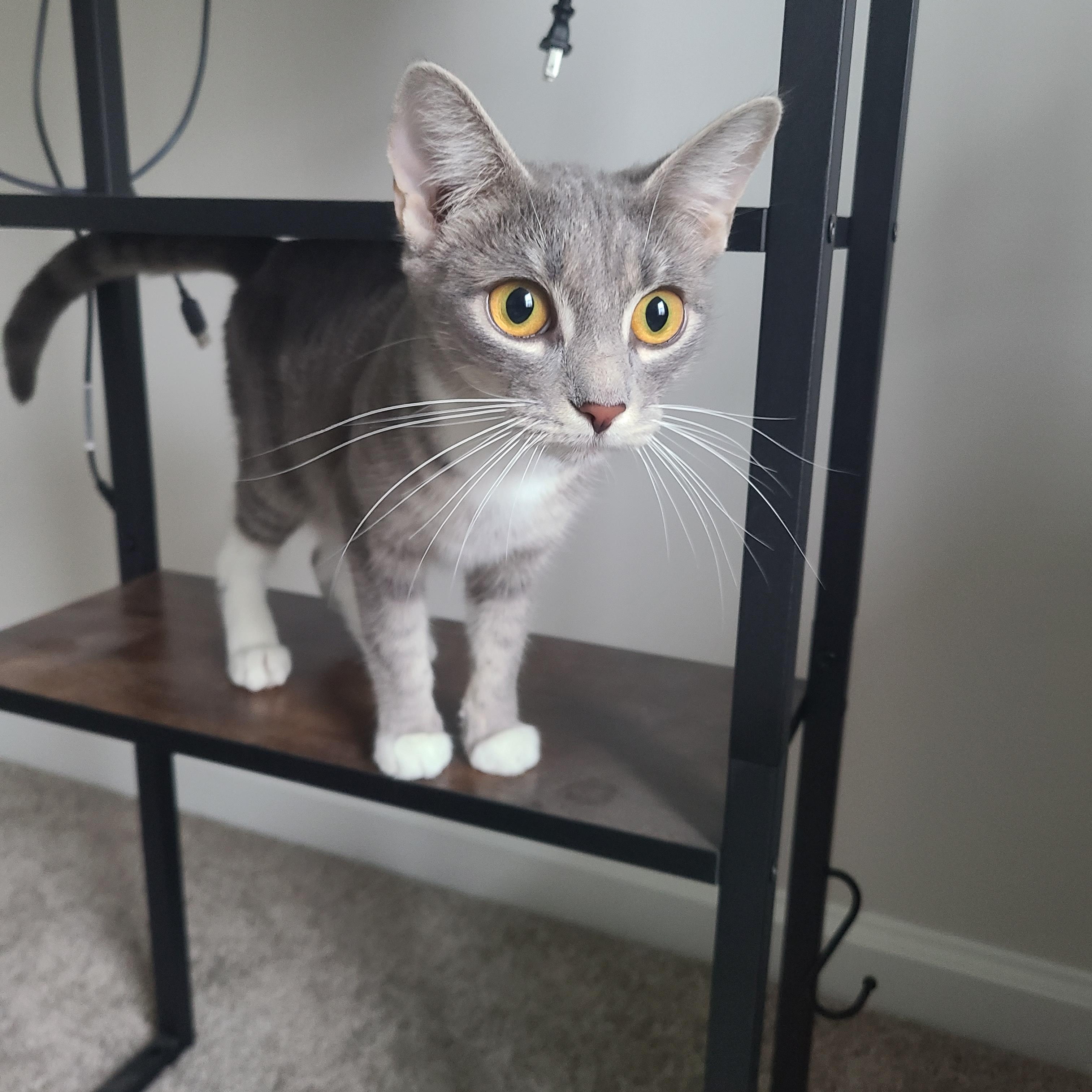 Foxy, adopted, Young Female Domestic Short Hair.