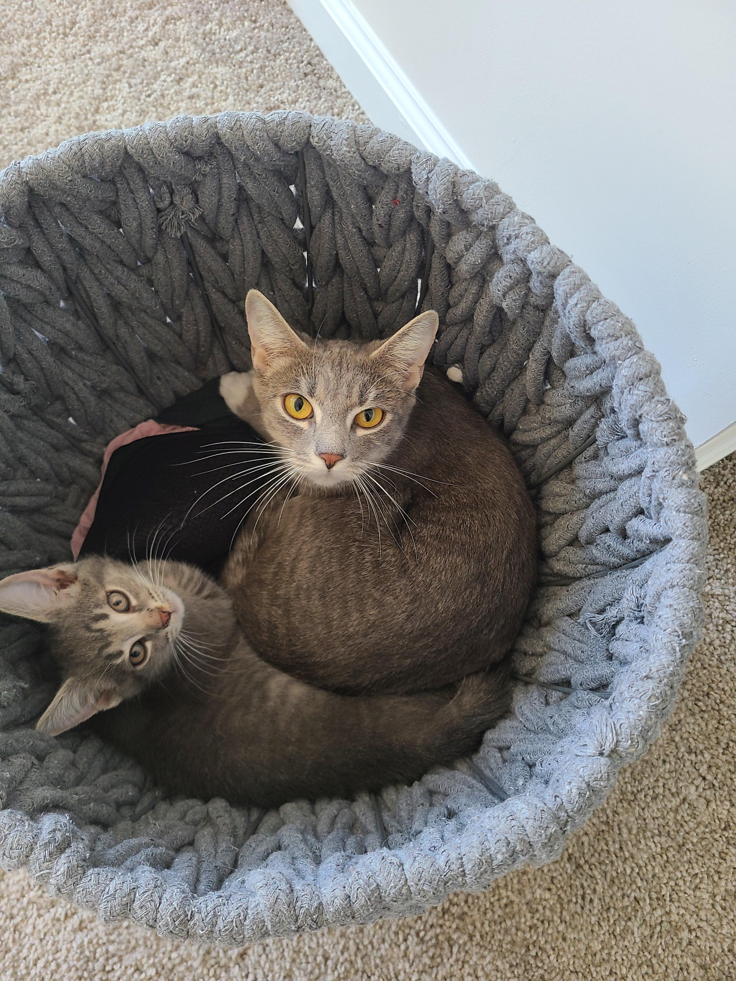 Foxy, an adopted Domestic Short Hair in Gerrardstown, WV image 4/5