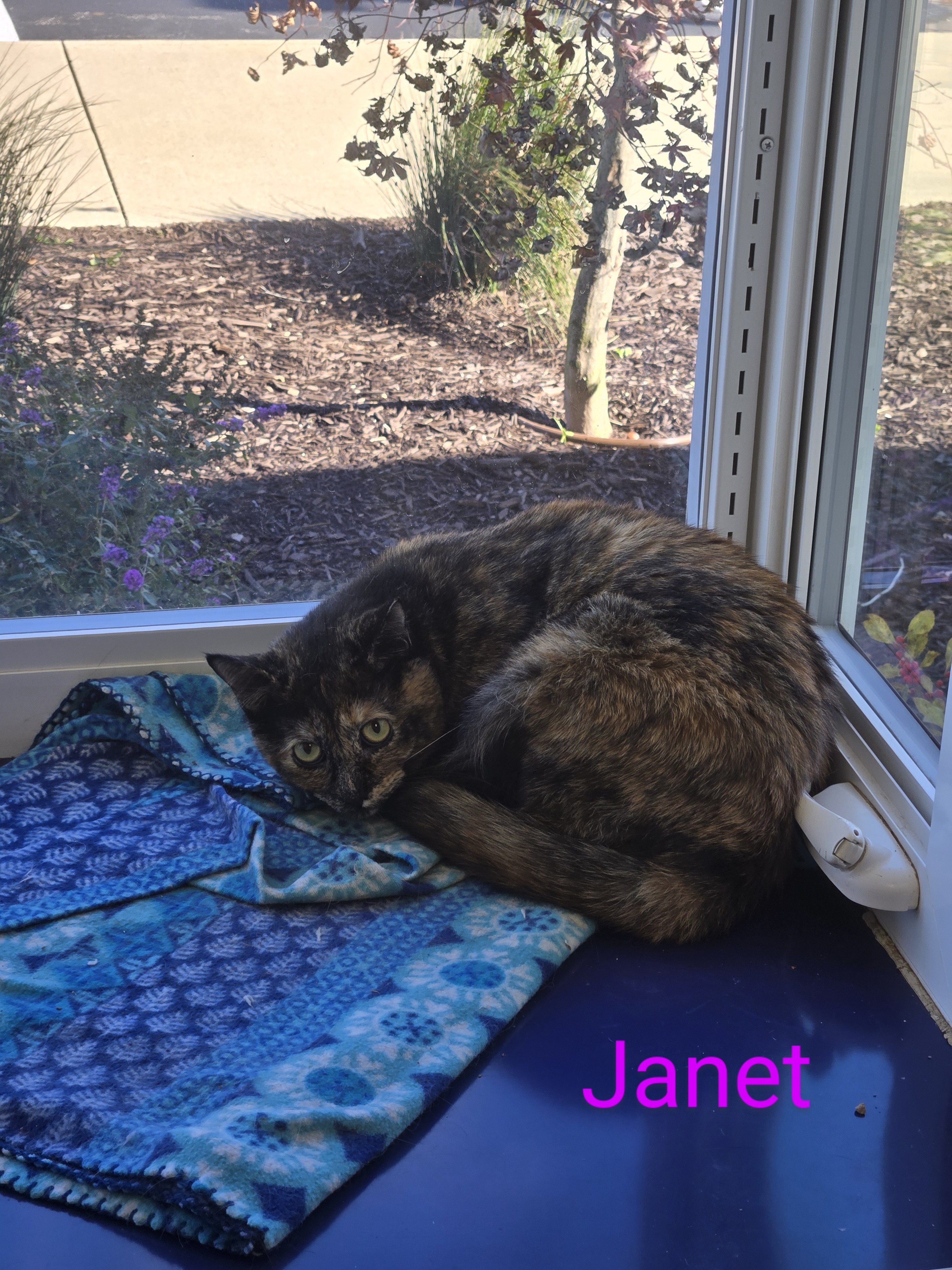 Janet, Adoptable, Adult Female Domestic Short Hair.