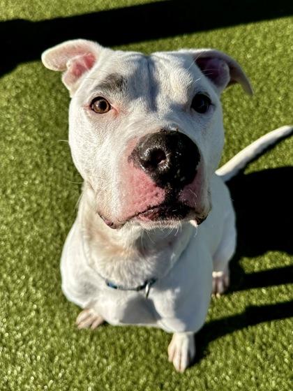 Enlarge Chapo, a Adoptable mixed breed in Wichita, KS image 1/3