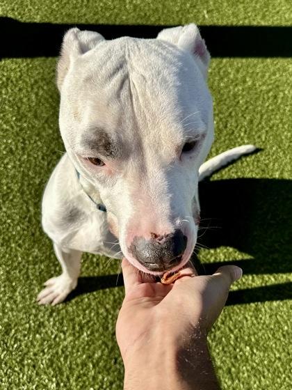 Chapo, Adoptable, Adult Male Mixed Breed & Mixed Breed.