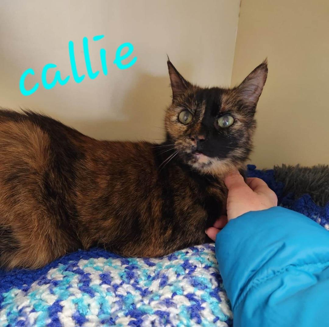 Enlarge Callie, a ADOPTABLE Domestic Short Hair in Sewaren, NJ image 1/1