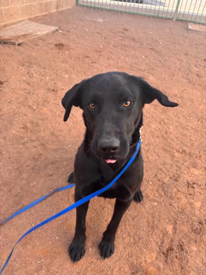Enlarge Toby, a Adoptable Labrador Retriever in Hobbs, NM image 2/2
