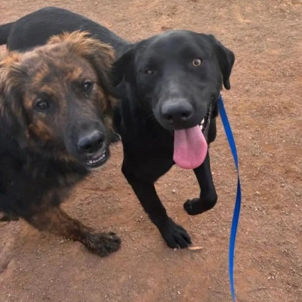Toby, Adoptable, Adult Male Labrador Retriever.
