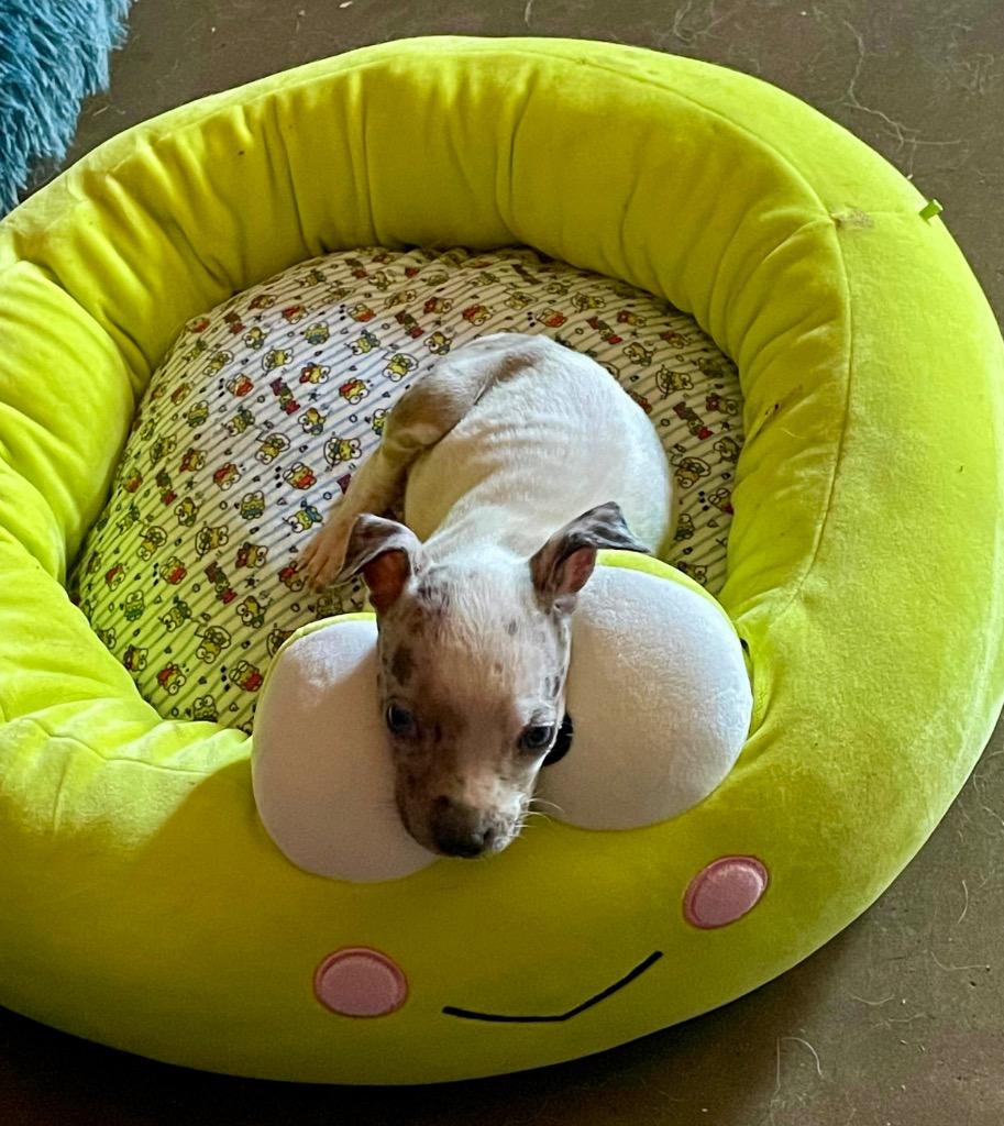 Enlarge Wanda, a Adoptable mixed breed in Alvin, TX image 1/6