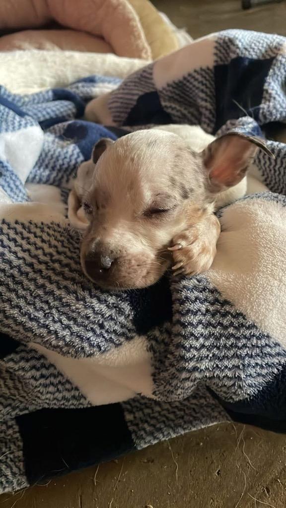 Enlarge Wanda, a Adoptable mixed breed in Alvin, TX image 3/6