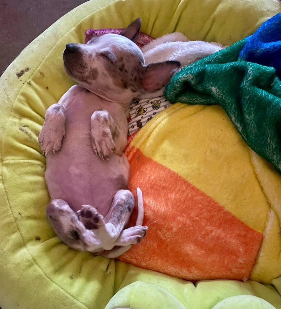 Enlarge Wanda, a Adoptable mixed breed in Alvin, TX image 4/6