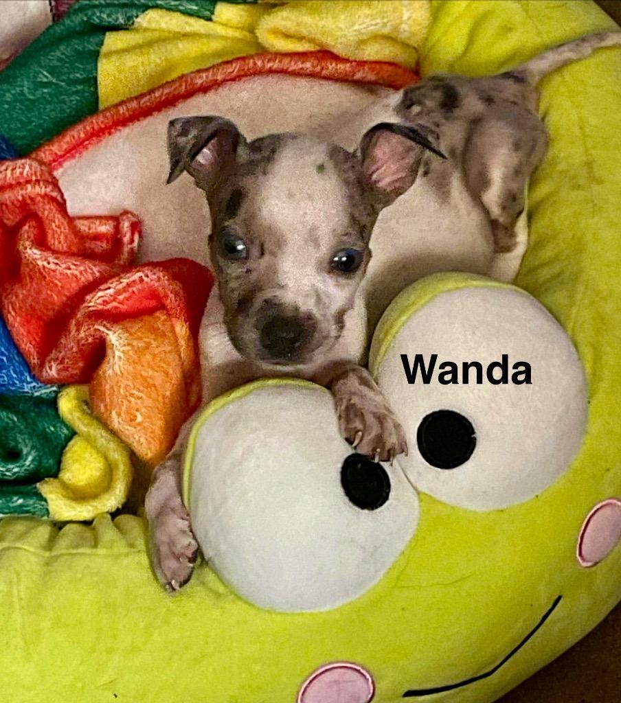 Enlarge Wanda, a Adoptable mixed breed in Alvin, TX image 5/6