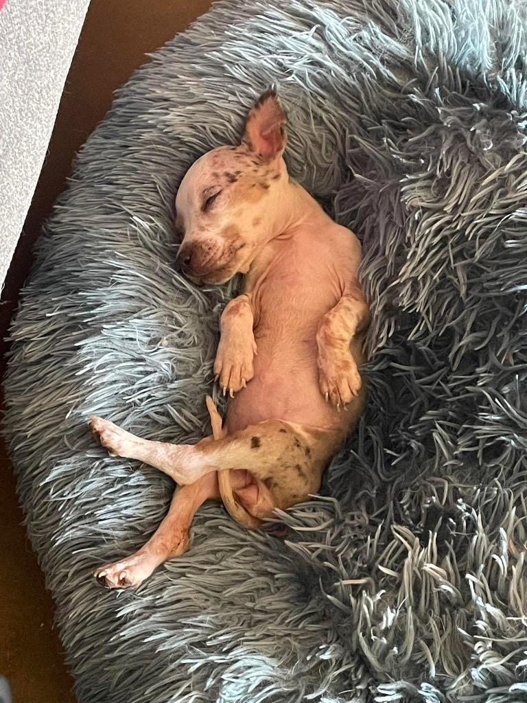 Enlarge Wanda, a Adoptable mixed breed in Alvin, TX image 6/6