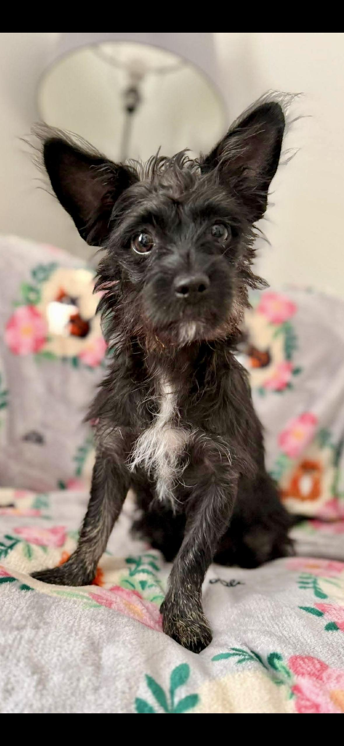 Enlarge Molly, an adopted mixed breed in Staten Island, NY image 2/3