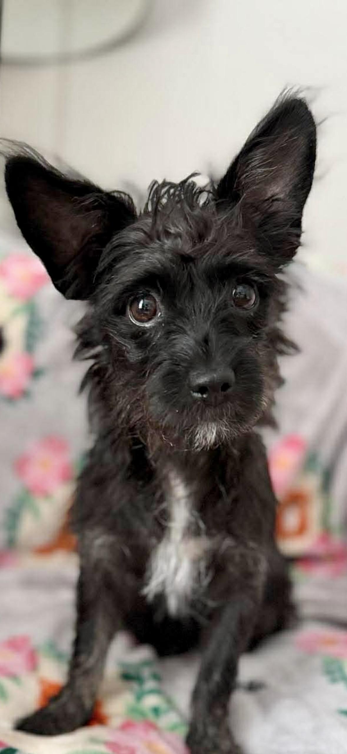 Enlarge Molly, an adopted mixed breed in Staten Island, NY image 1/3