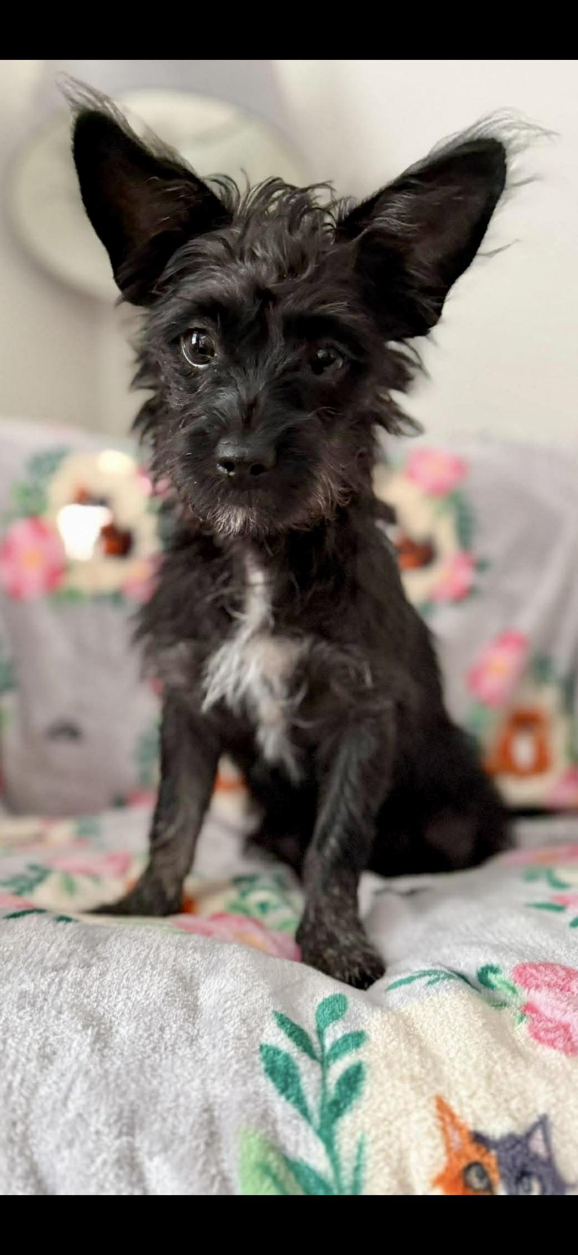 Enlarge Molly, an adopted mixed breed in Staten Island, NY image 3/3