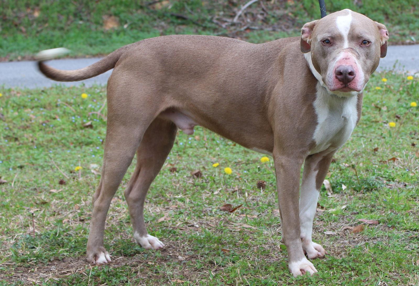 Chompers 43184, Adoptable, Adult Male Pit Bull Terrier.