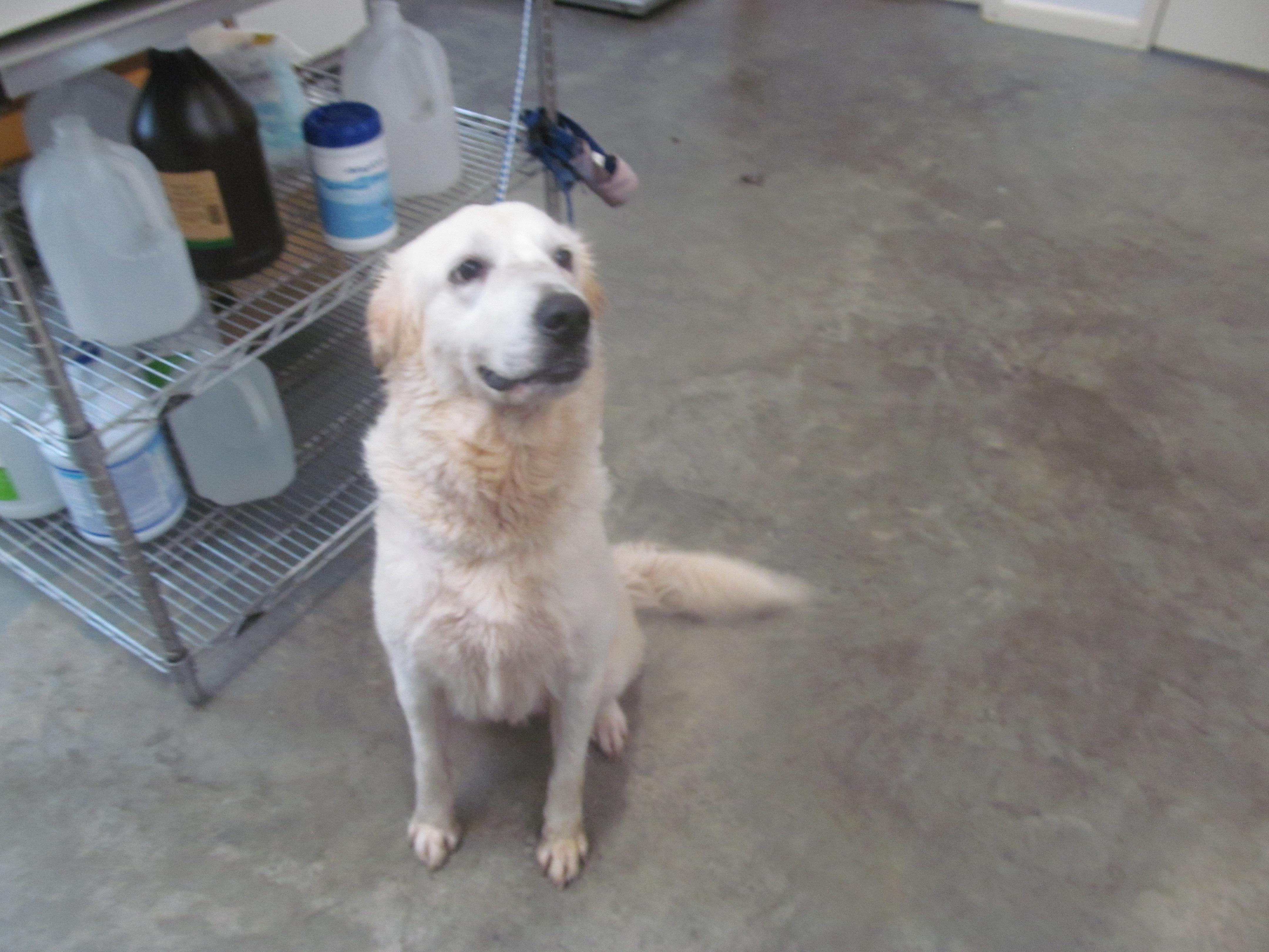 Janie, Adopted, Adult Female Great Pyrenees.