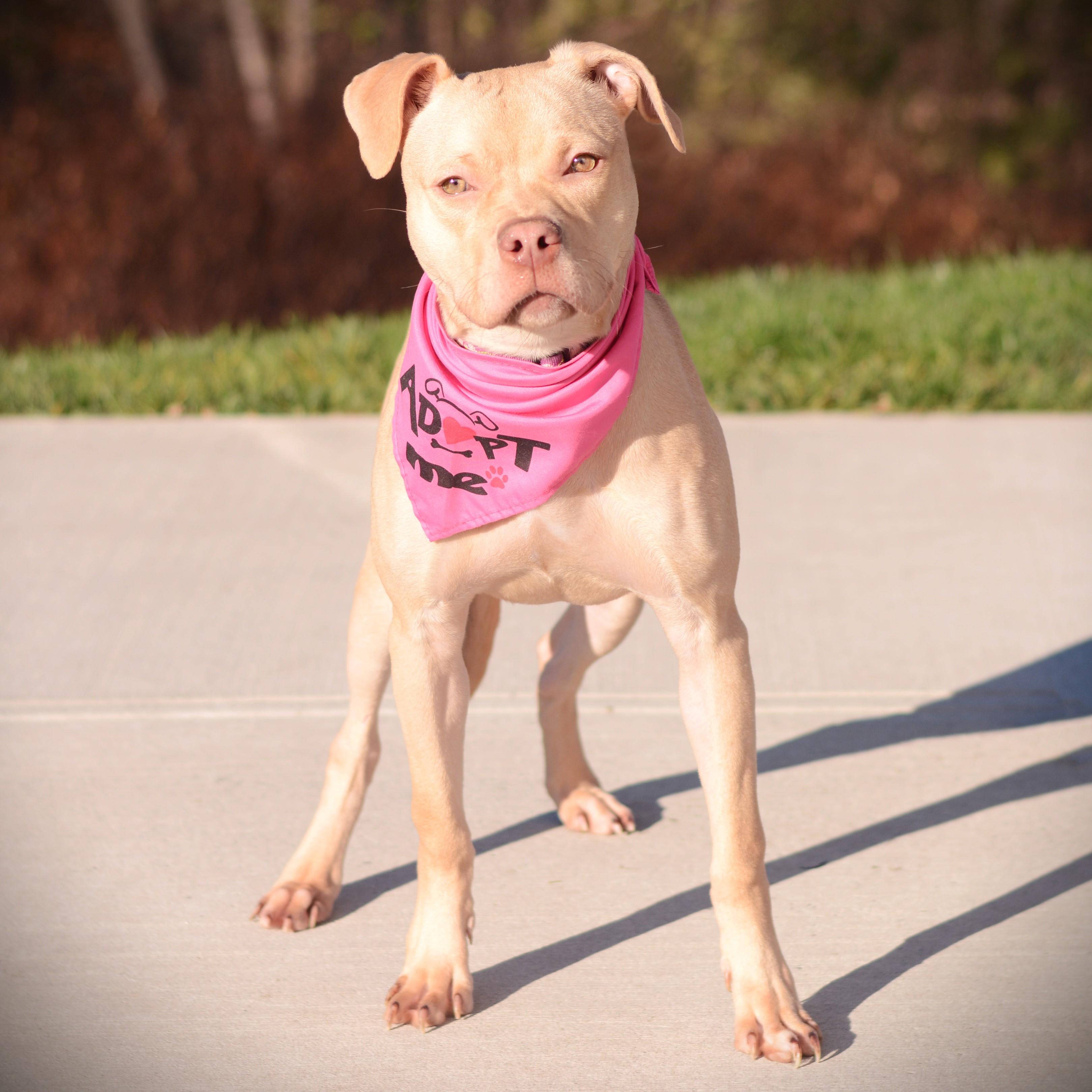 Enlarge Sabrina, a Adoptable mixed breed in Amsterdam, NY image 3/3