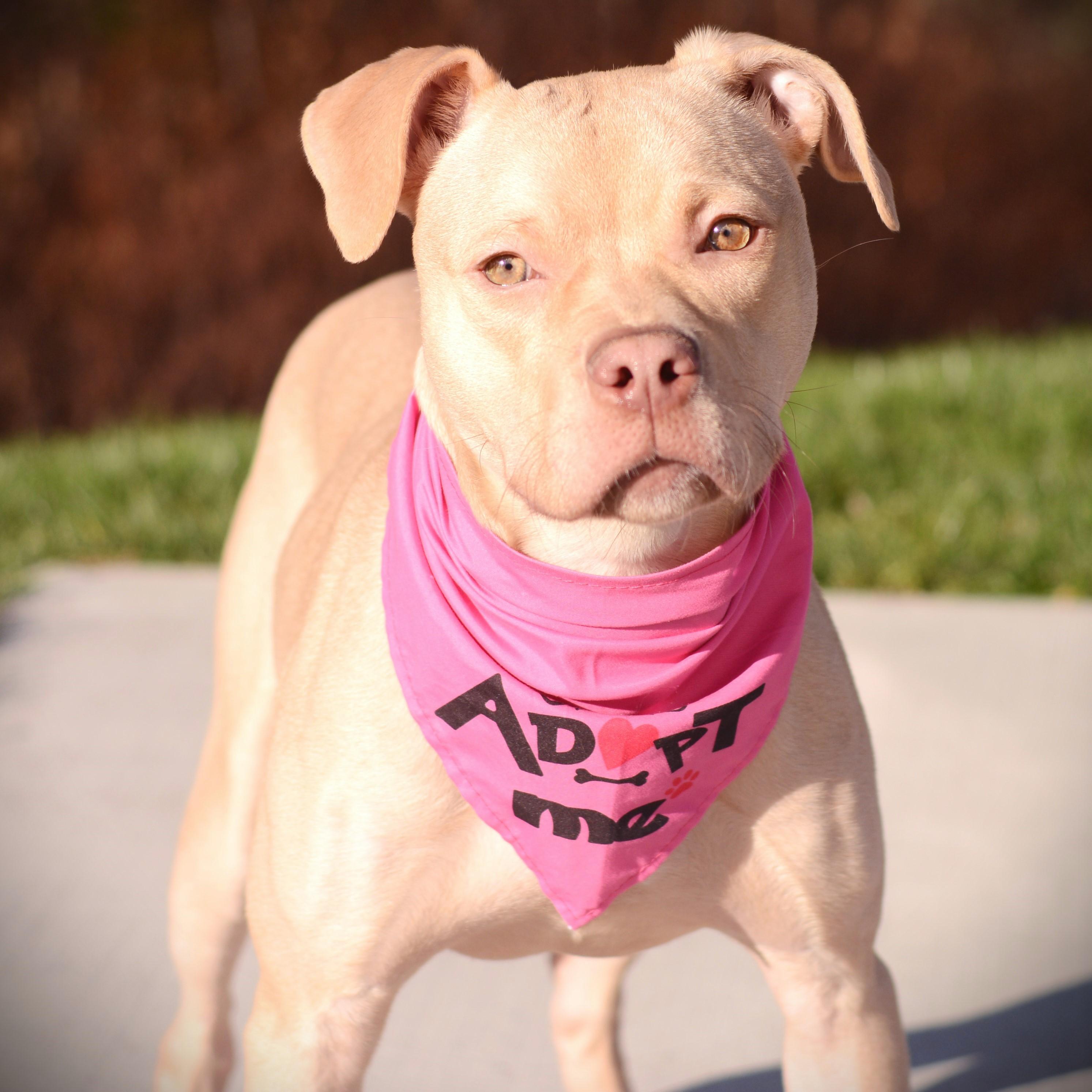 Sabrina, Adoptable, Young Female Terrier.