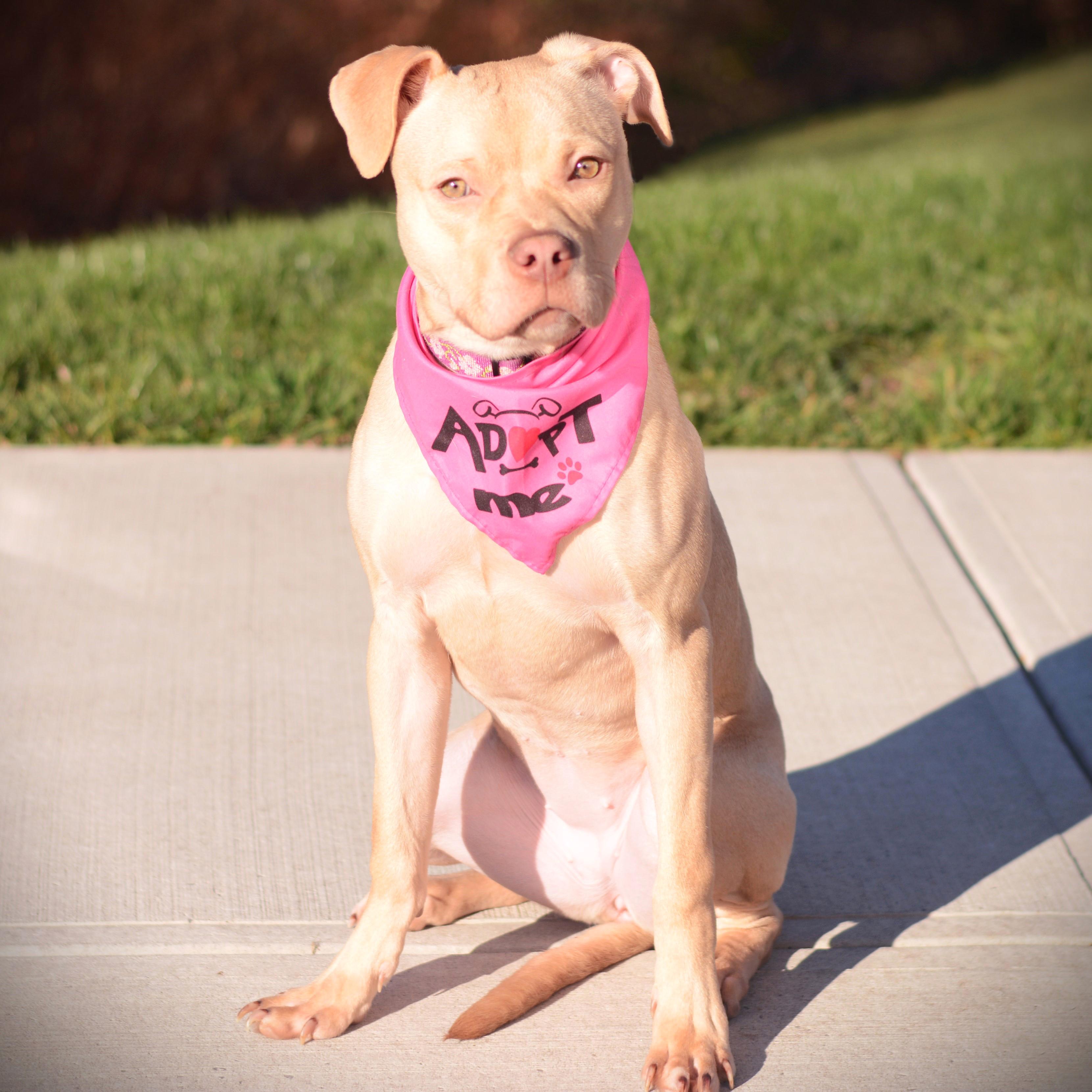 Enlarge Sabrina, a Adoptable mixed breed in Amsterdam, NY image 2/3