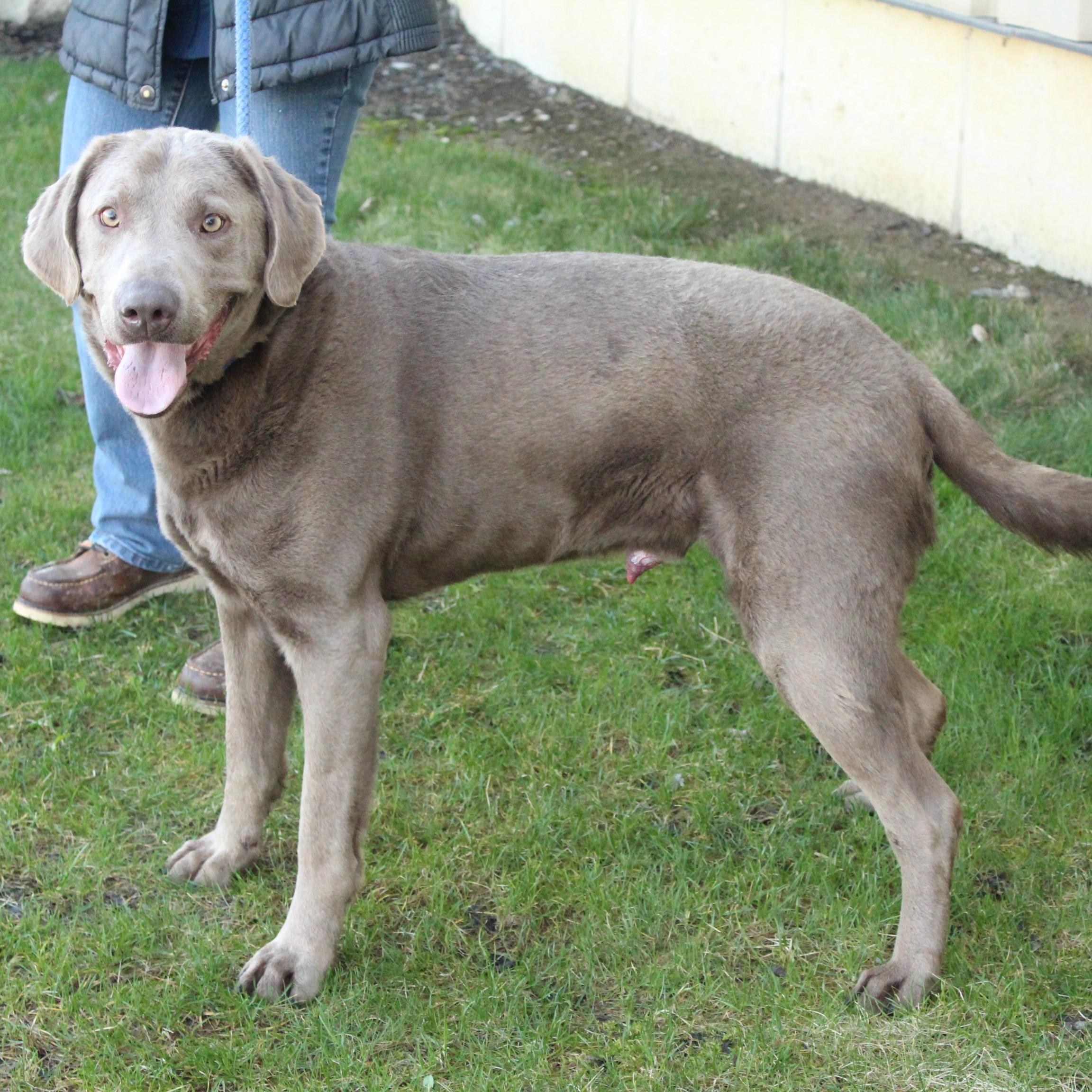 Enlarge Cash, an adopted Labrador Retriever in Eaton, OH image 5/6