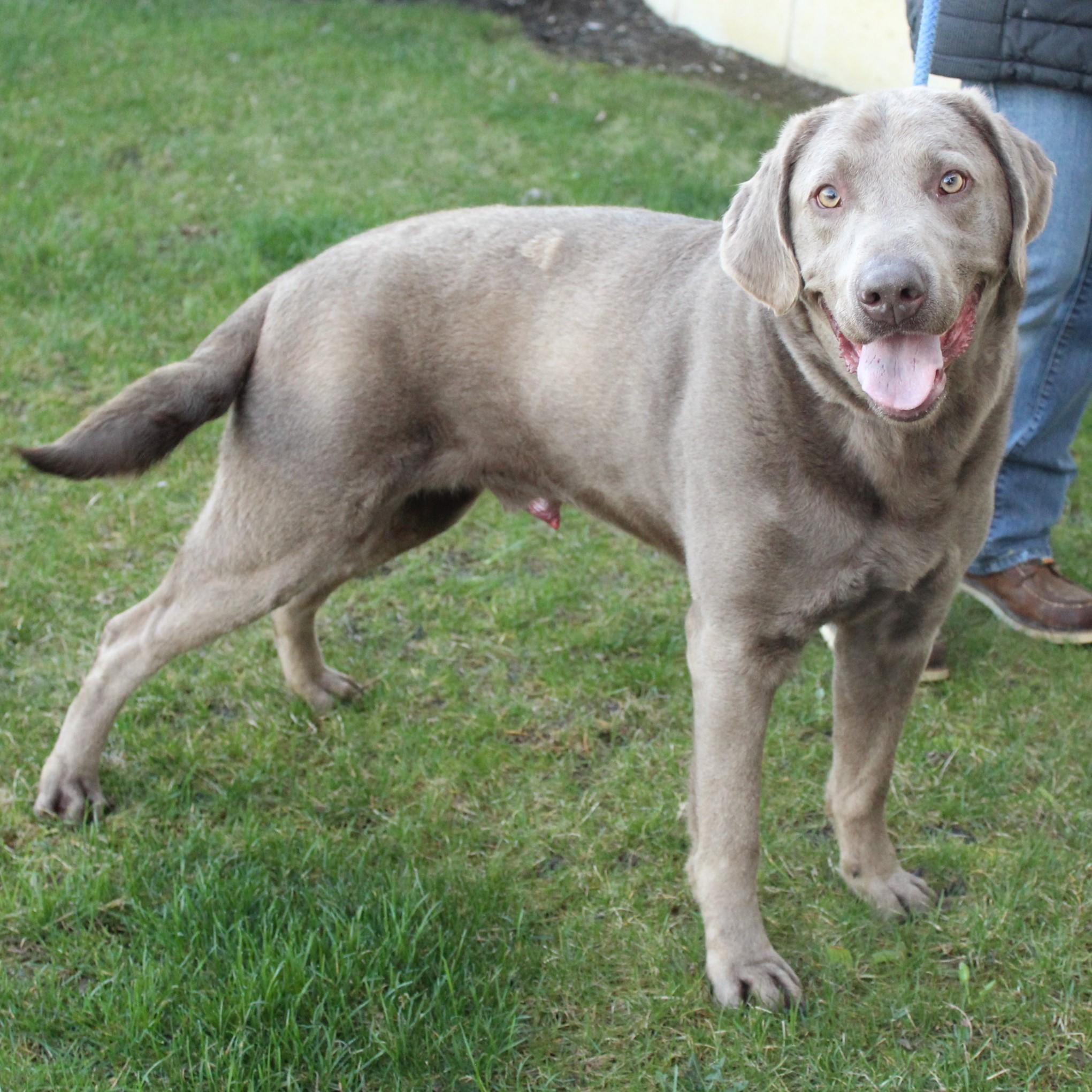 Enlarge Cash, an adopted Labrador Retriever in Eaton, OH image 3/6
